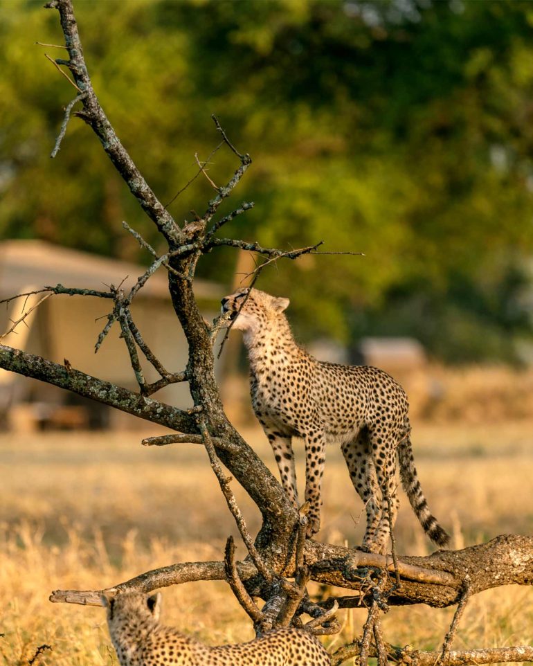 A leopard sits in a tree near the Singita Sabora Tented Camp in the Grumeti Game Reserve, Tanzania