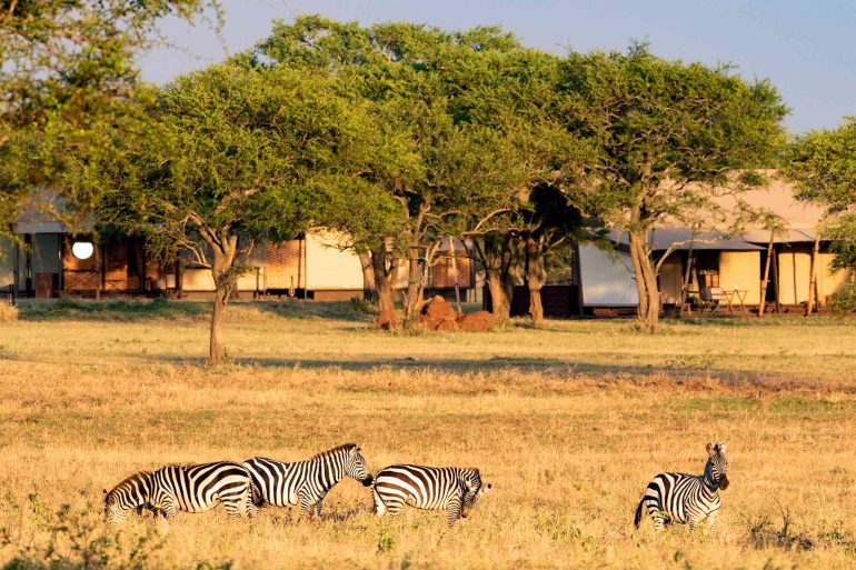 Zebras graze near the Singita Sabora Tented Camp in the Grumeti Game Reserve, Tanzania