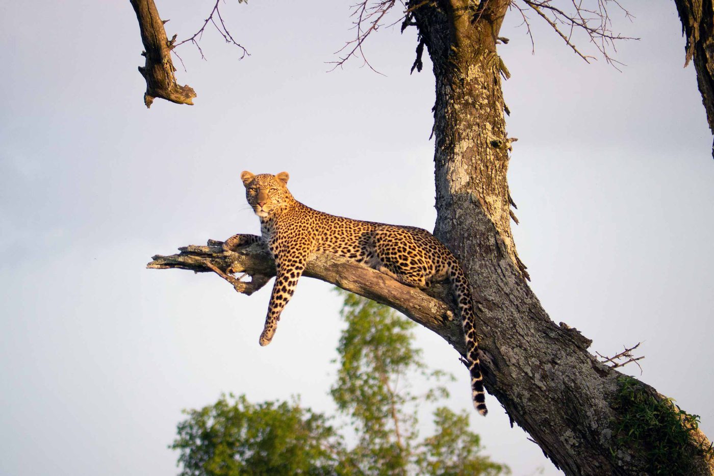 A leopard lies on the branch of a tree in the Grumeti Game Reserve, Tanzania