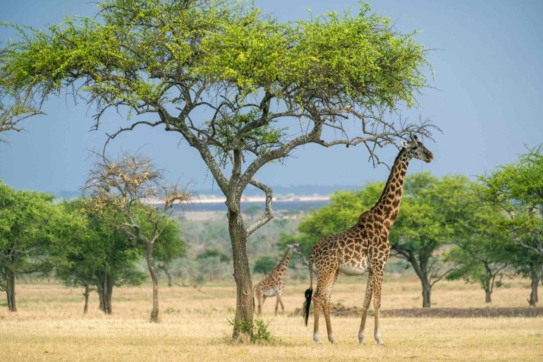 A giraffe stands surrounded by trees in the Grumeti Game Reserve, Tanzania