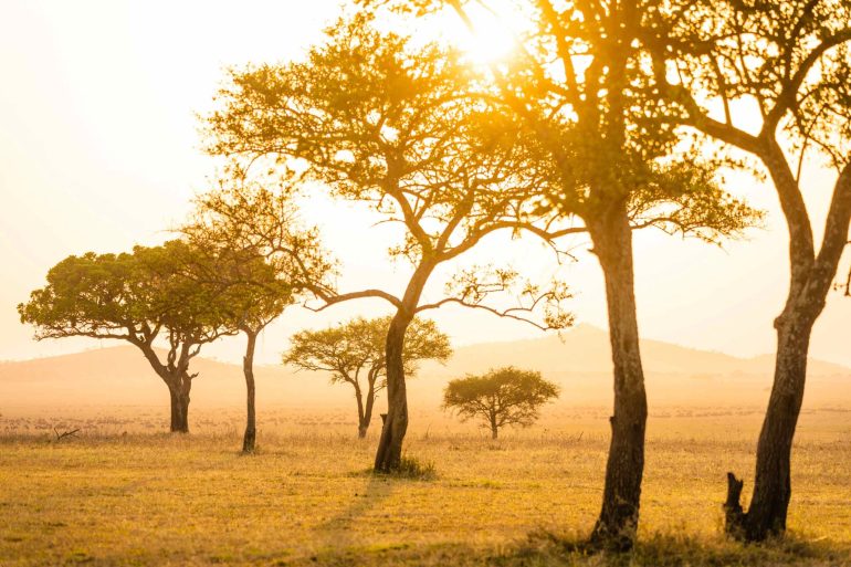 The sun casts a golden glow over trees in the Grumeti Game Reserve, Tanzania