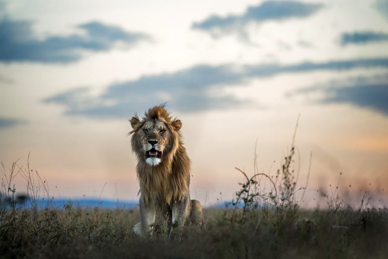 A male lion roars in the Grumeti Game Reserve, Tanzania