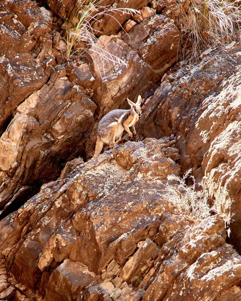 A wallaby in Flinders Ranges, South Australia, Australia