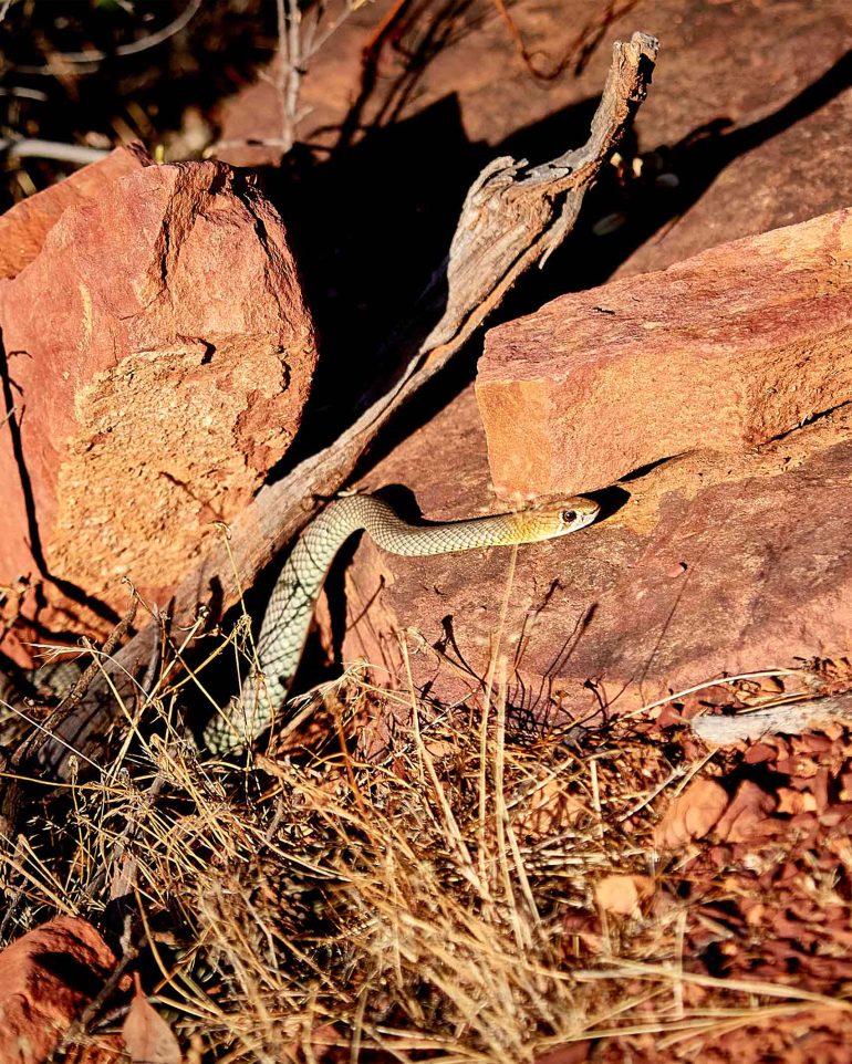 A snake in Flinders Ranges, South Australia, Australia