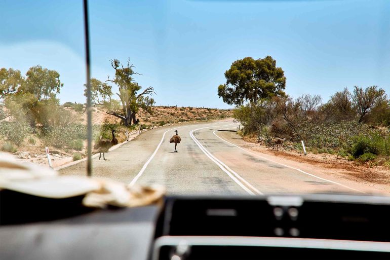 Emus crossing a street in Flinders Ranges, South Australia, Australia