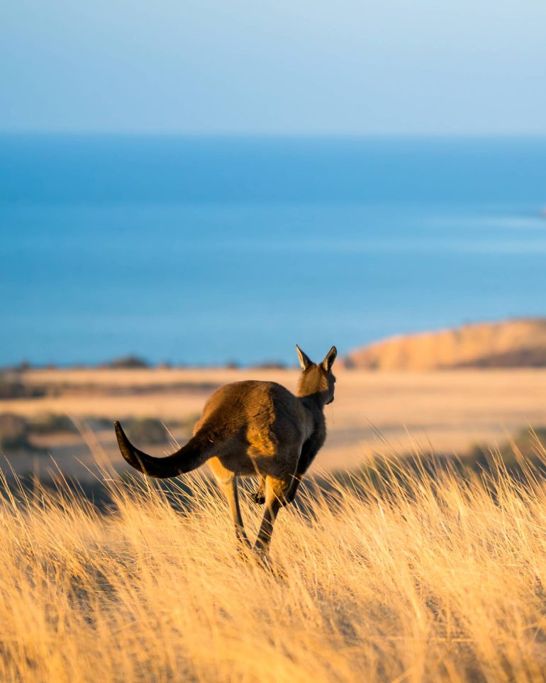 A kangaroo on Kangaroo Island, South Australia, Australia