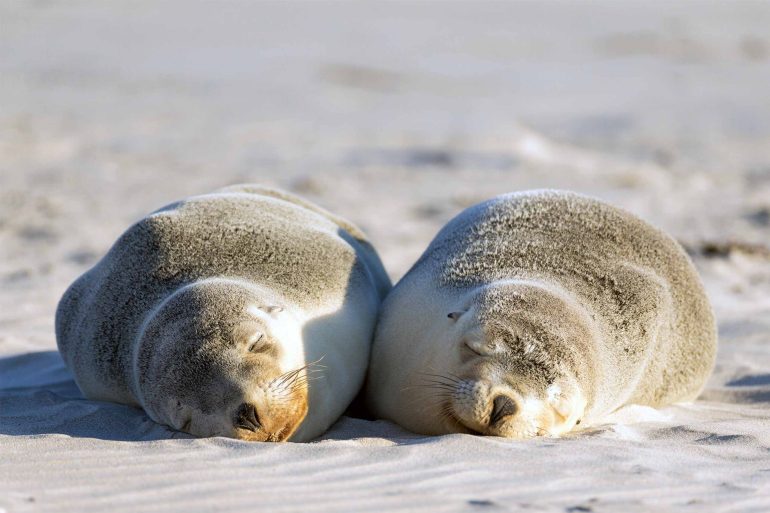 A pair of seals bask in the sunshine on Kangaroo Island, South Australia, Australia