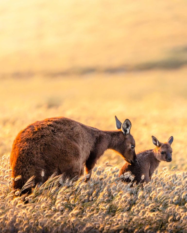 A wallaby with her offspring on Kangaroo Island, South Australia, Australia