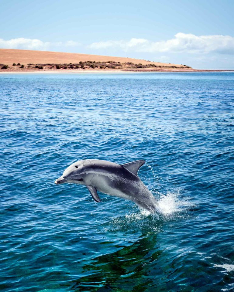 A dolphin leaps out of the sea off Kangaroo Island, South Australia, Australia
