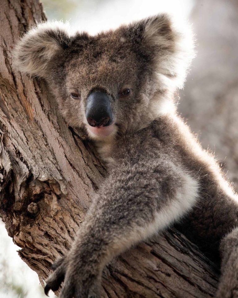 A koala sits in a tree on Kangaroo Island, South Australia, Australia
