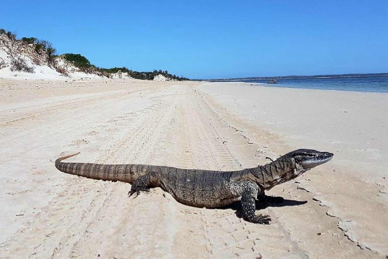 A lizard by the beach on the Eyre Peninsula, South Australia, Australia