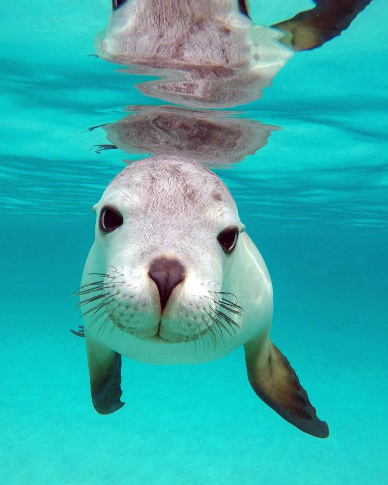 A sea lion swimming off the coast of Kangaroo Island, South Australia, Australia