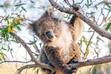 A koala in South Australia, Australia