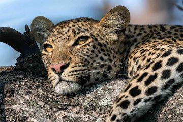 A leopard sits in a tree near Xigera Safari Lodge, Botwana, Eastern and Southern Africa