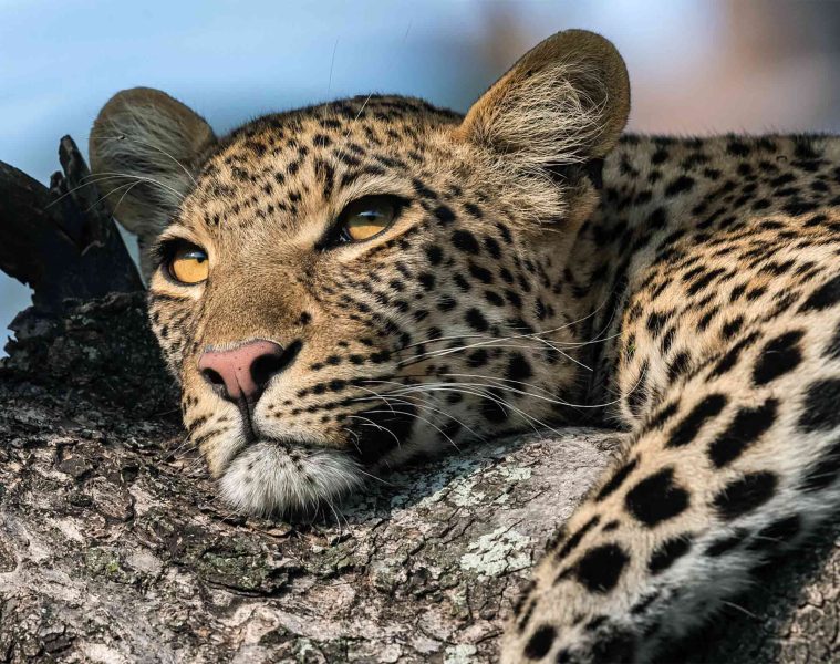 A leopard sits in a tree near Xigera Safari Lodge, Botwana, Eastern and Southern Africa