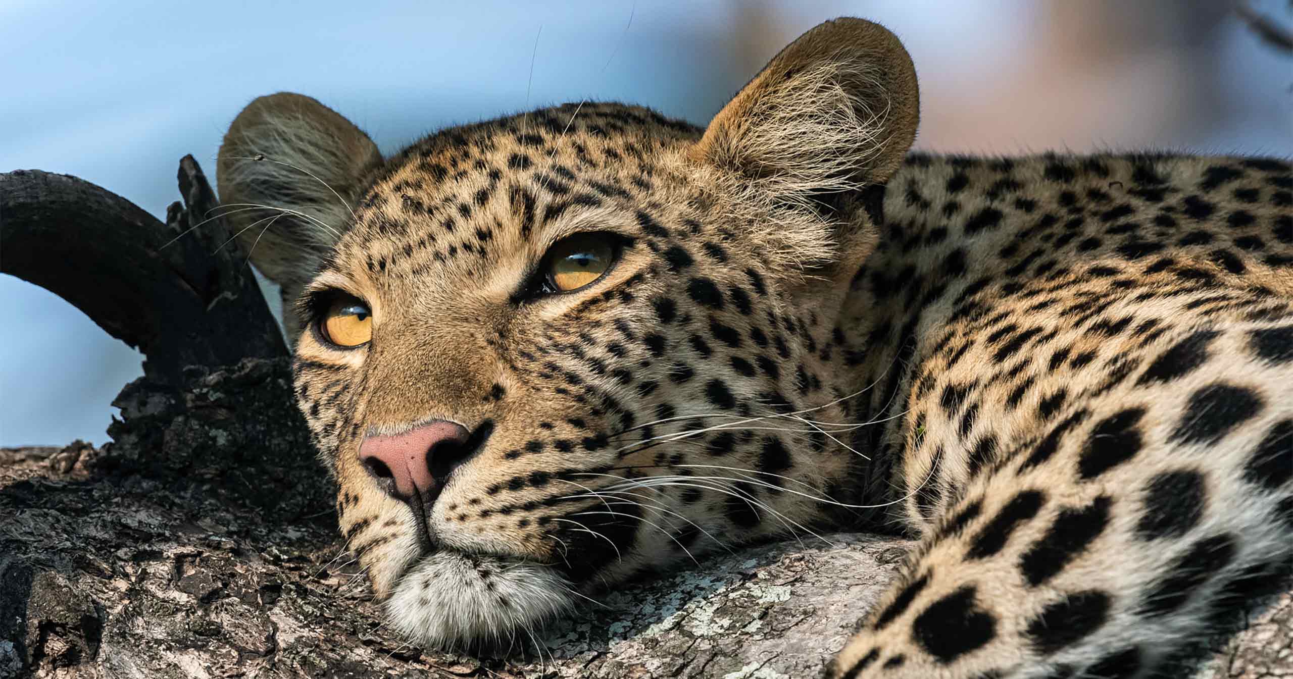 A leopard sits in a tree near Xigera Safari Lodge, Botwana, Eastern and Southern Africa