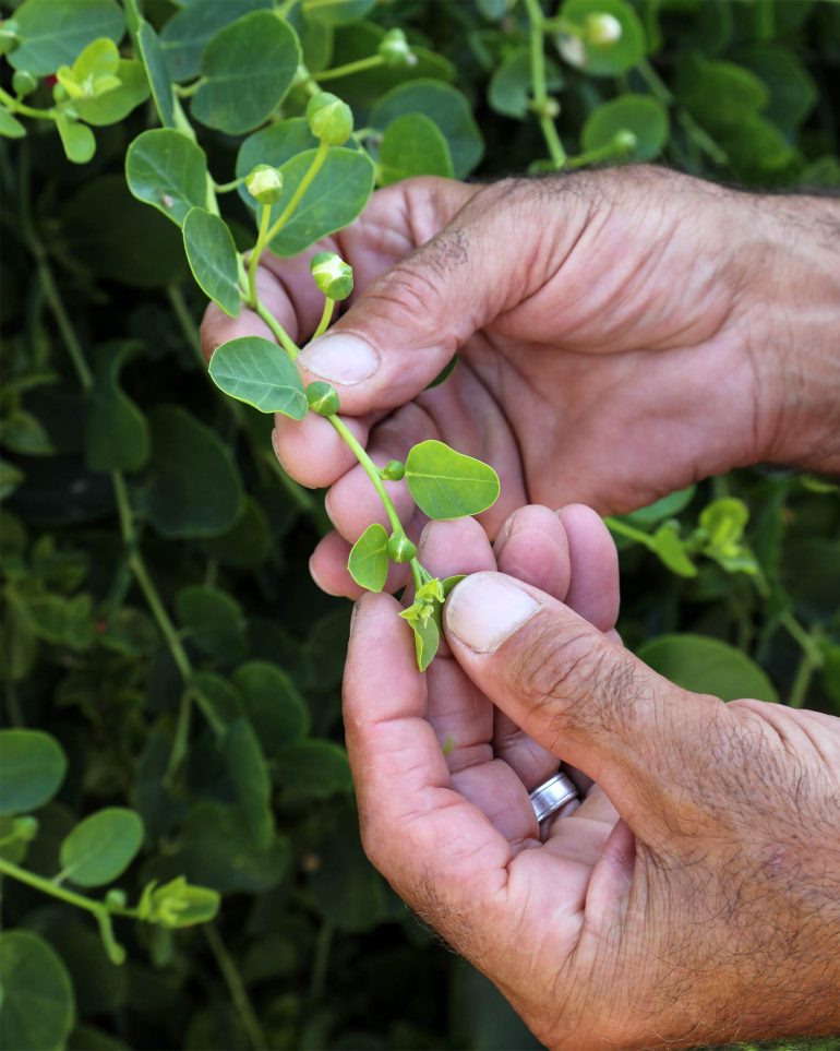Close up of Philip Spiteri's hands as he shows a specie of plant on his farm in Gozo, Malta