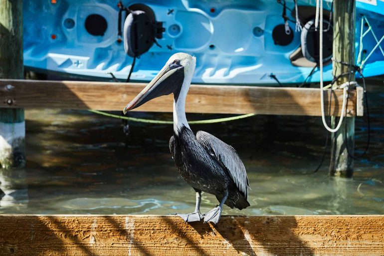 A pelican in The Florida Keys and Key West, Florida, USA