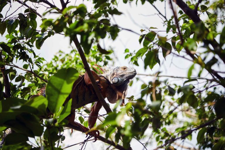An iguana in The Florida Keys and Key West, Florida, USA