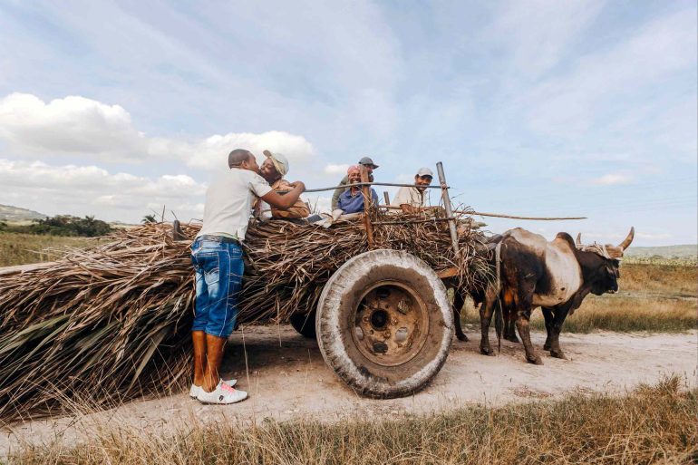 Harvest in Cuba