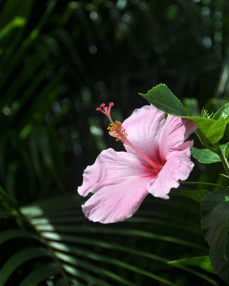 A pink flower in full bloom in St. Barts