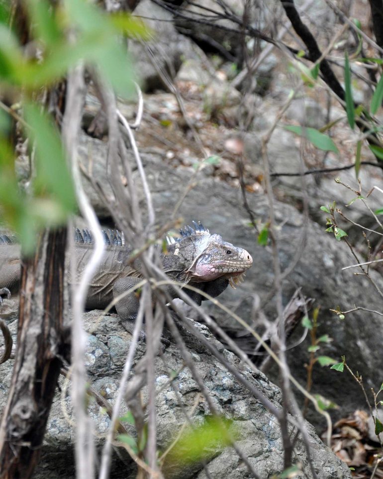 A lizard hides behind shrubs and bushes in St. Barts