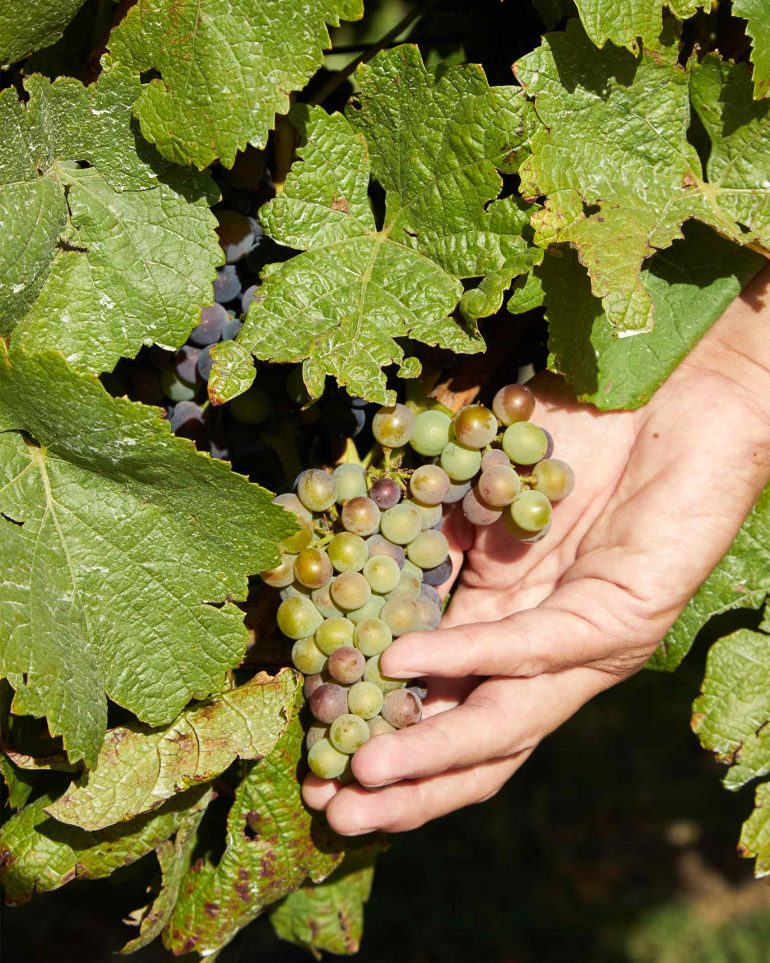 Model's hand holds grapes growing on a vine, South Australia menswear editorial, Australia