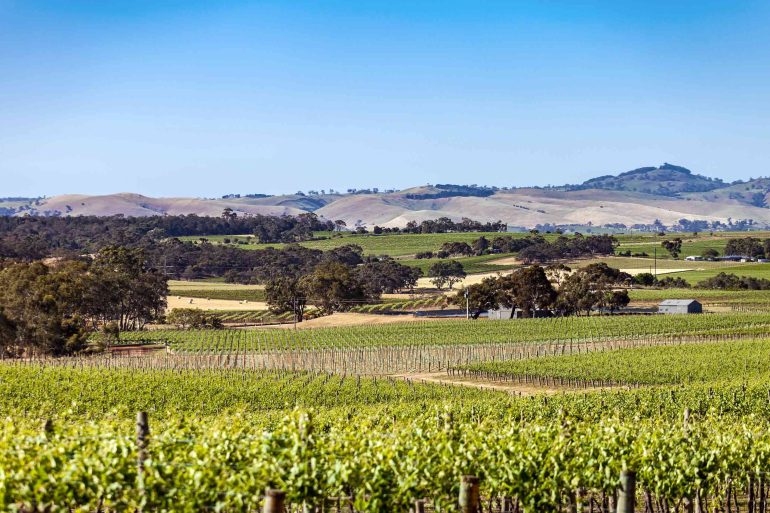 View over vines growing in the Barossa Valley, Australia