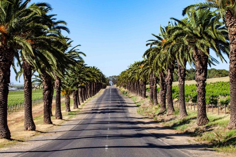 A palm tree-fringed street in the Barossa Valley, Australia