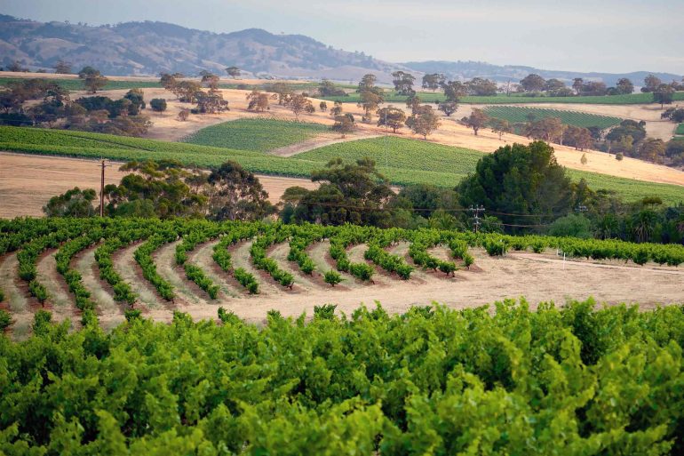 View over a vineyard in the Barossa Valley, Australia