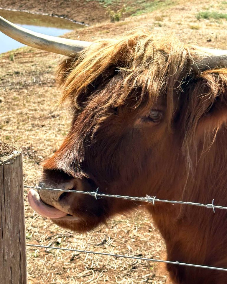 A cow in the Barossa Valley, Australia