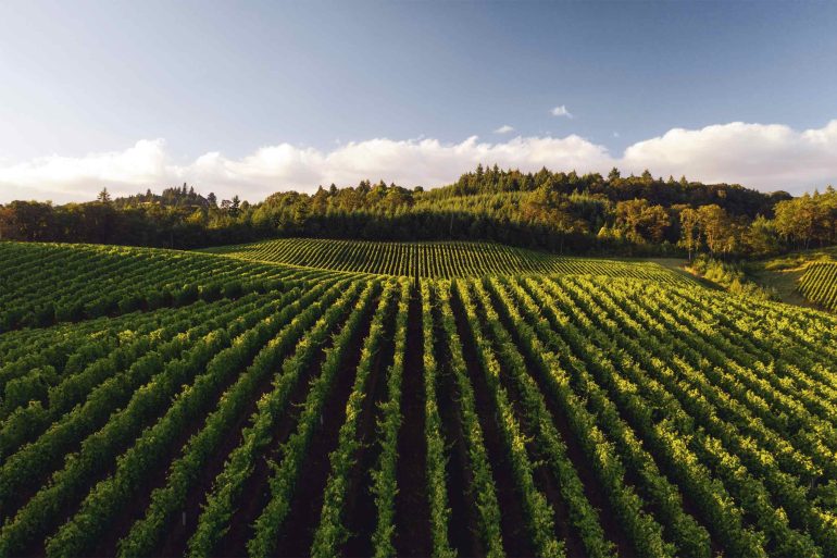 A vineyard in the Barossa Valley, Australia