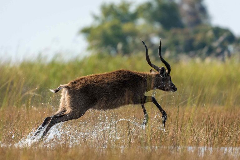 Game on the run in the Moremi Game Reserve, Botswana