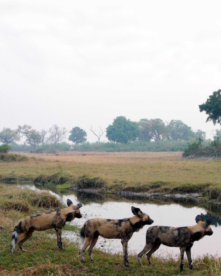 A group of hyenas by a watering hole in the Moremi Game Reserve, Botswana
