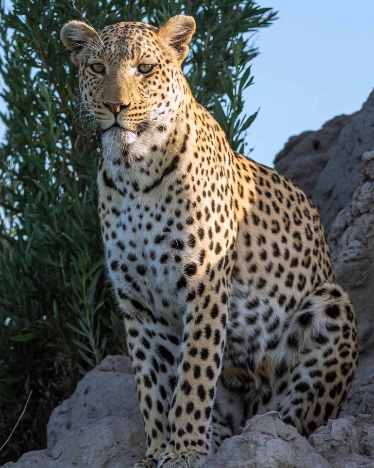 A leopard stands on a termite mound in the Moremi Game Reserve, Botswana