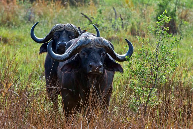 Cape buffalos walk in the high grass of the Moremi Game Reserve, Botswana