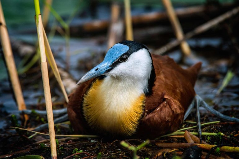 A bird sits between plants in the Moremi Game Reserve, Botswana
