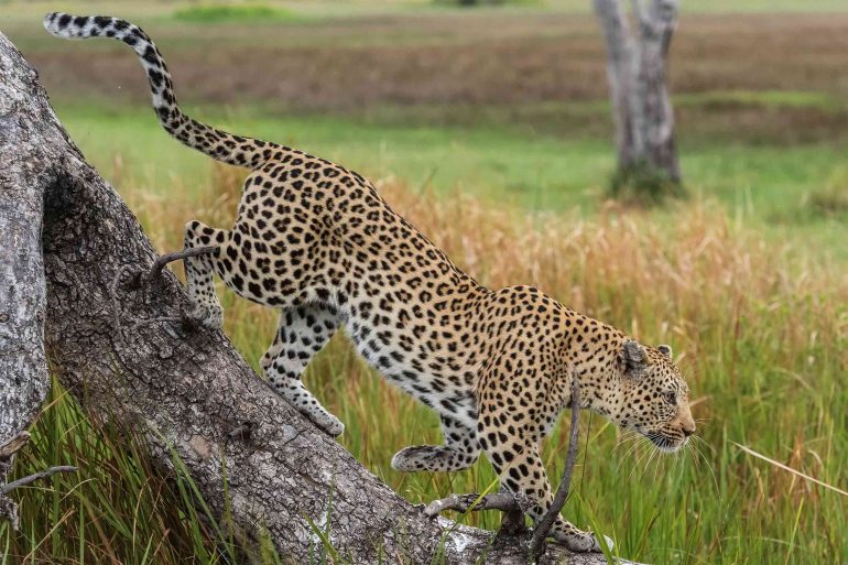 A leopard descends a tree in the Moremi Game Reserve, Botswana