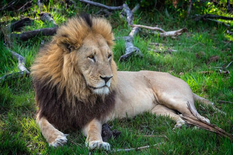 A male lion observes a scene in the Moremi Game Reserve, Botswana