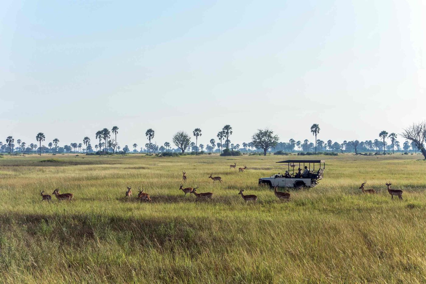 A safari vehicle drives through the Moremi Game Reserve, Botswana