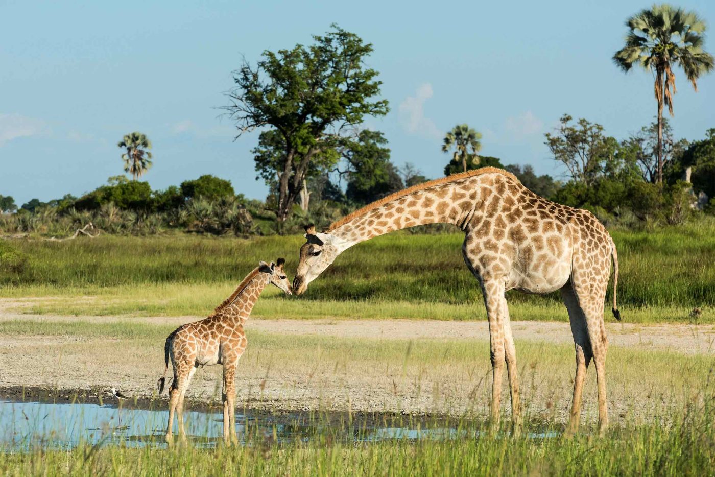 A giraffe and her calf at a watering hole in the Moremi Game Reserve, Botswana