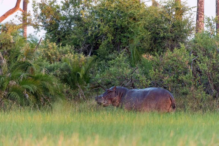 A hippo walks around a grassland in the Moremi Game Reserve, Botswana
