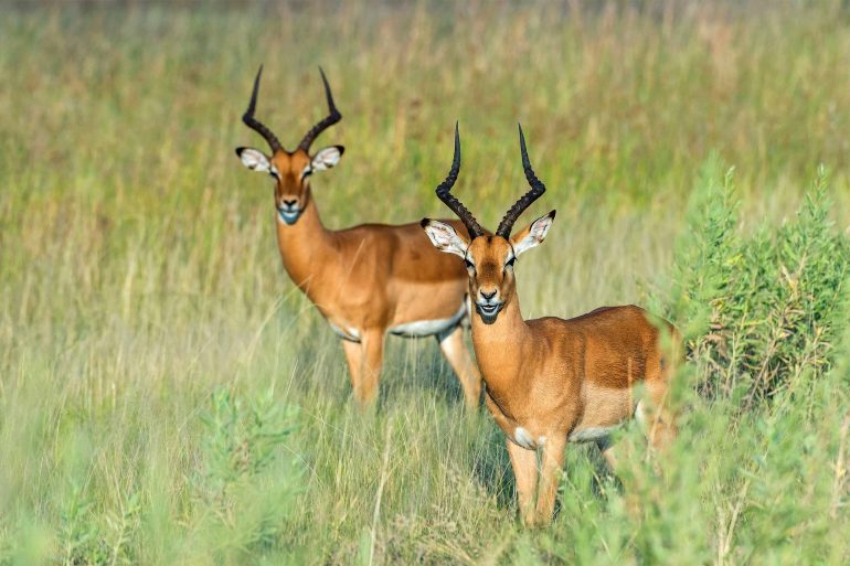 Two antelopes look towards the camera in the Moremi Game Reserve, Botswana