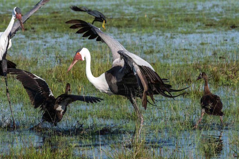 A group of birds on the water in the Moremi Game Reserve, Botswana