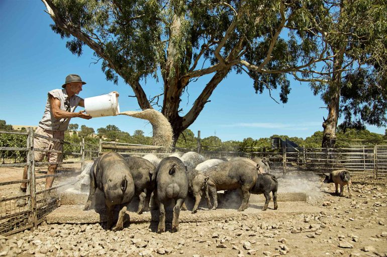 Pigs being fed Down Under, South Australia food, Australia