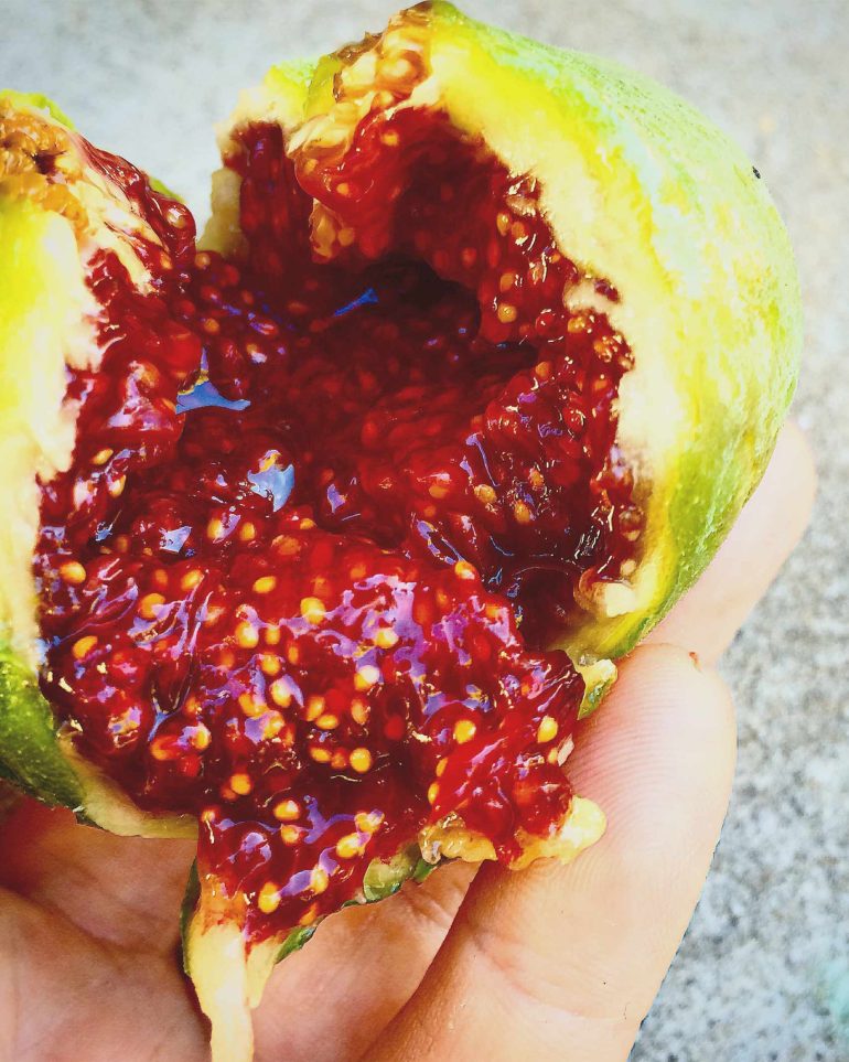 A ripe fig, South Australia food, Australia