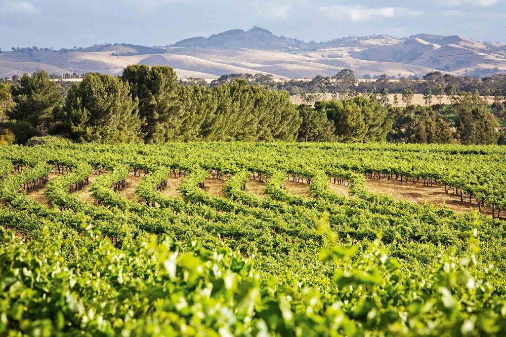 Vineyard vistas in the rolling hills of the Barossa Valley, Australia