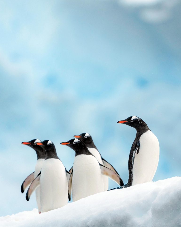 Close-up of penguins in Antarctica