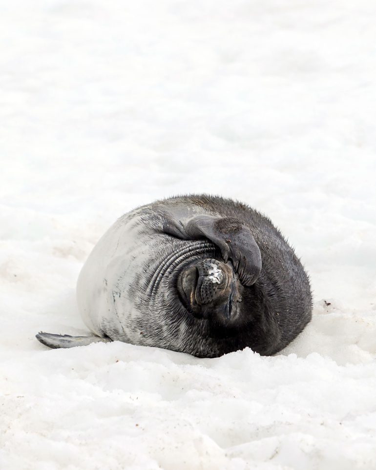 A seal rolls in the snow of Antarctica
