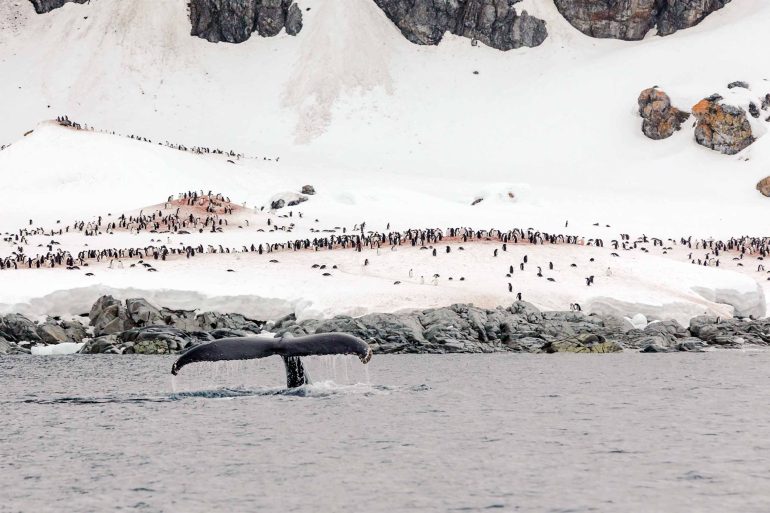 A whale breaches the waters near Cuverville Island, Antarctica